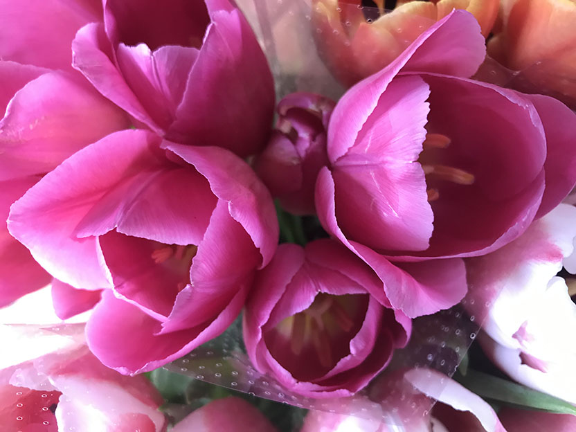 tulipanes de costa rica