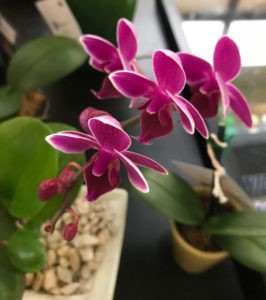 mini orquideas costa rica