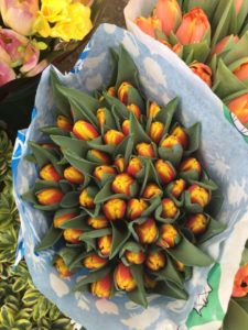 Tulipanes de Costa Rica - Flores de Costa Rica